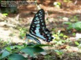 /album/beautiful-butterflies/butterfly-4-photograph-by-shantanu-kuveskar-jpg/